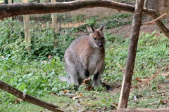 zoo7